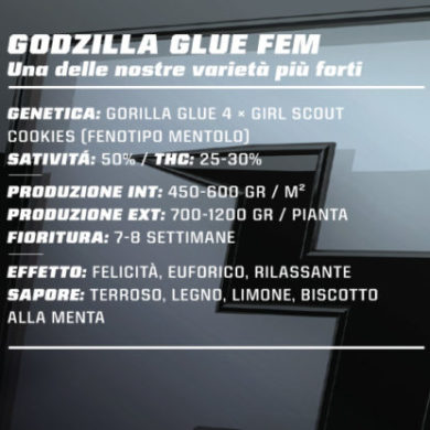 Descrizione dei semi femminizzati di Godzilla Glue
