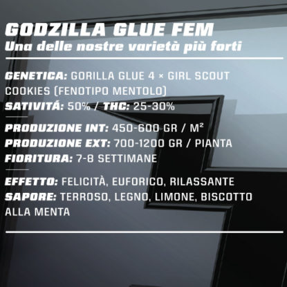 descrizione-semi-feminizzati-godzilla-glue Descrizione dei semi femminizzati di Godzilla Glue