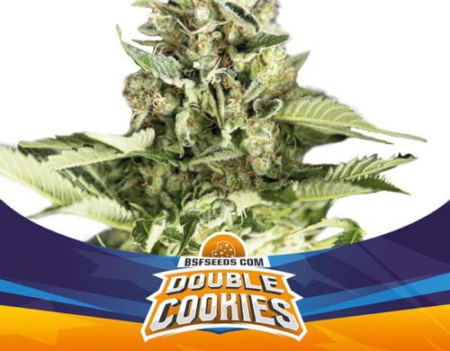 double-cookies-auto-pianta SensorySeeds Pianta Double Cookies Autofiorente