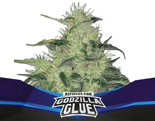 SensorySeeds Pianta Godzilla Glue Autofiorente