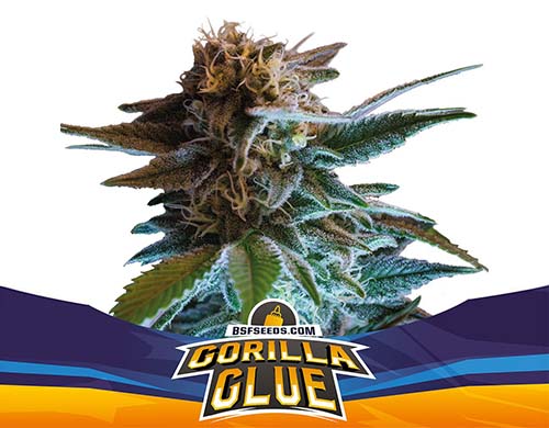 gorilla-glue-auto-pianta SensorySeeds Pianta Gorilla Glue Autofiorente
