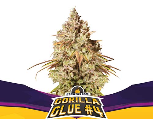 gorilla-glue-fem-pianta SensorySeeds Pianta Gorilla Glue Femminizzata