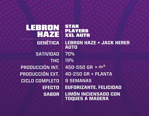 lebron-haze-auto-descrizione SensorySeeds Descrizione Semi Lebron Haze Autofiorenti