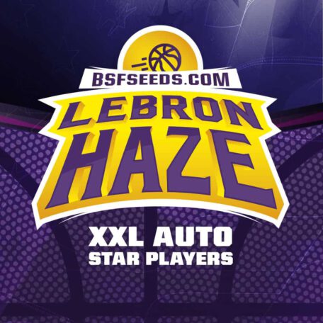 lebron-haze-auto-logo lebron-haze-auto-logo