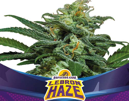 lebron-haze-auto-pianta SensorySeeds Pianta Lebron Haze Autofiorente