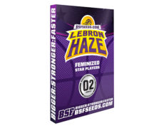 Pacchetto semi femminizzati Lebron Haze