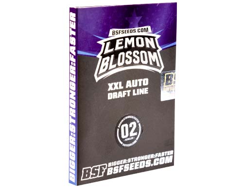 lemon-blossom-auto-confezione SensorySeeds Confezione Semi Lemon Blossom Autofiorenti