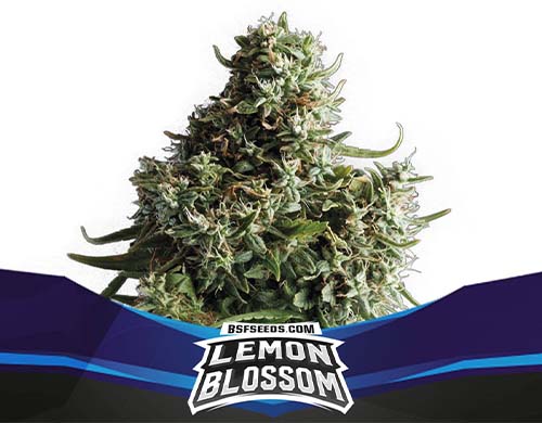 lemon-blossom-auto-pianta SensorySeeds Pianta Lemon Blossom Autofiorente