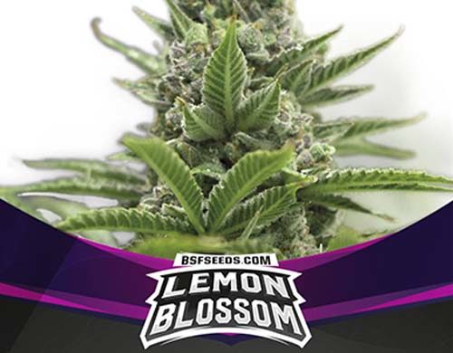 SensorySeeds Pianta Lemon Blossom Femminizzata