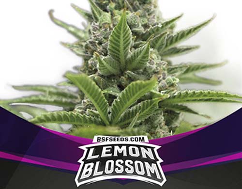 lemon-blossom-fem-pianta SensorySeeds Pianta Lemon Blossom Femminizzata