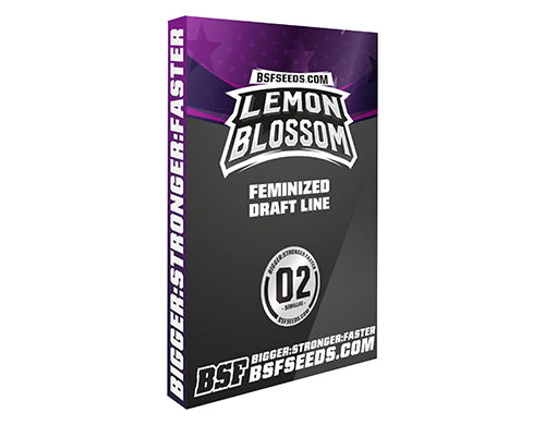 Lemon Blossom semi femminizzati di cannabis