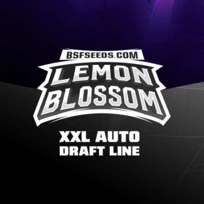 logo-semi-autofiorenti-nane-lemon-blossom Logo dei semi autofiorenti nane di Lemon Blossom