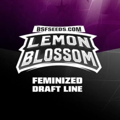 Logo dei semi femminizzati di Lemon Blossom