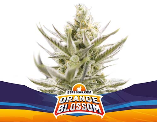 orange-blossom-auto-pianta SensorySeeds Pianta Orange Blossom Autofiorente