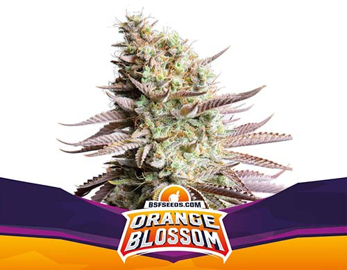 orange-blossom-fem-pianta SensorySeeds Pianta Orange Blossom Femminizzata