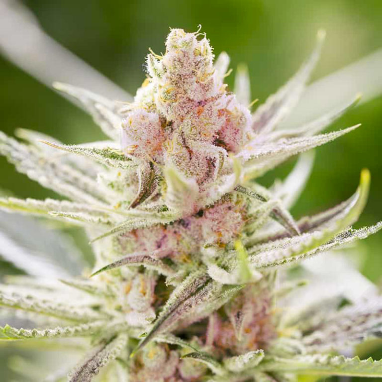 semi-piante-autofiorenti-nane-red-critical Pianta di semi di cannabis autofiorenti Red Critical
