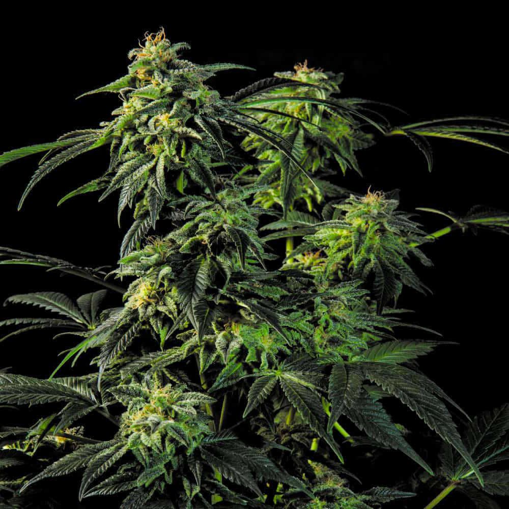 obg-kush-semi-cannabis-legale-marijuana-thc-seeds obg-kush-semi-cannabis-legale-marijuana-thc-seeds