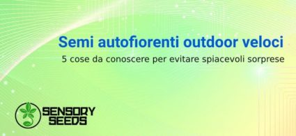 5 cose da conoscere sui semi autofiorenti outdoor