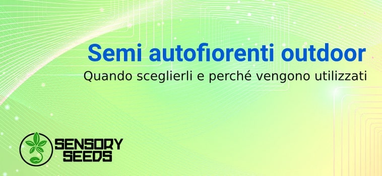 Info sui semi autofiorenti outdoor