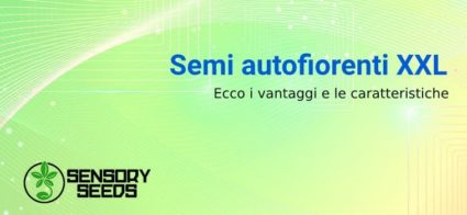 Vantaggi e caratteristiche dei semi autofiorenti XXL