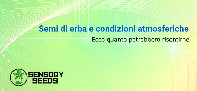 I semi di canapa possono risentire delle condizioni atmosferiche