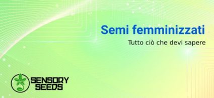 Tutto ciò che devi sapere sui semi femminizzati