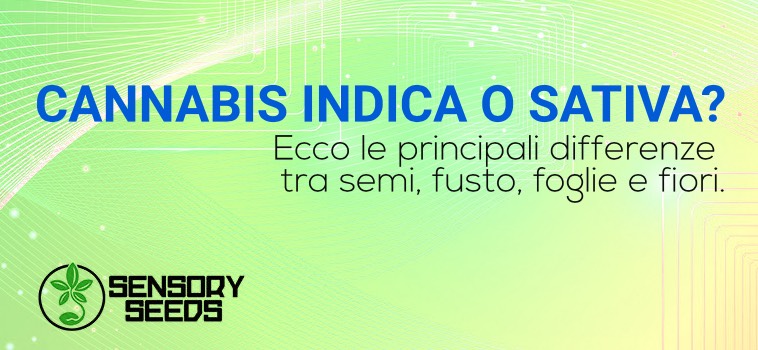 Cannabis indica semi differenza sativa