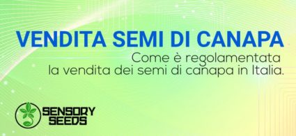 Vendita semi di canapa