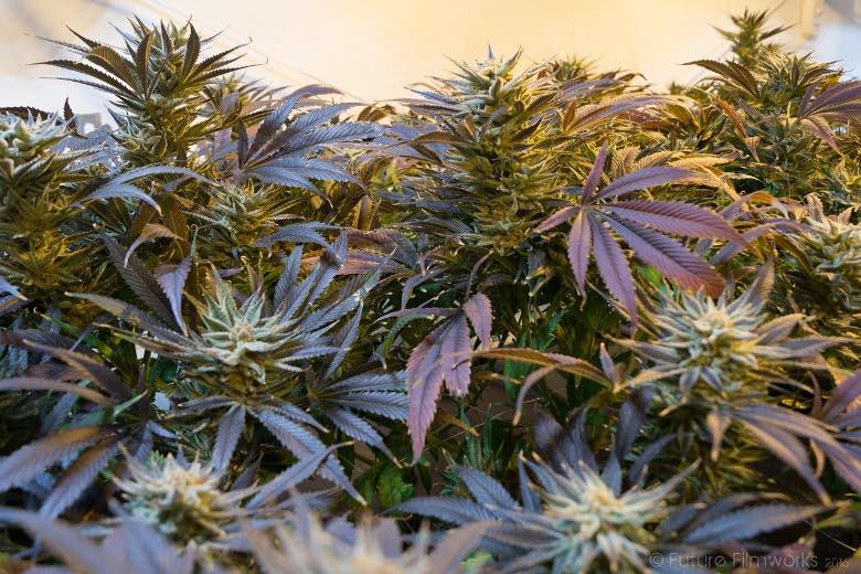 differenze piante e semi di cannabis indica e sativa