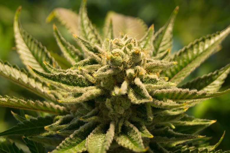 differenza semi femminizzati indica e sativa