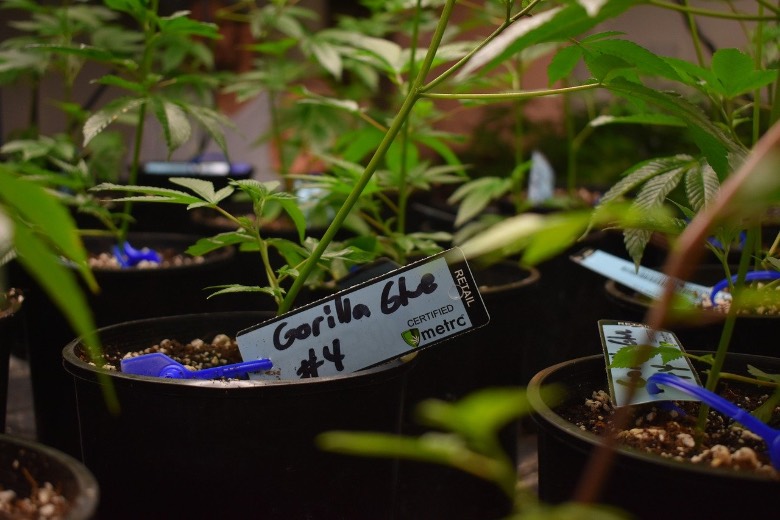 germinazione semi autofiorenti in terra