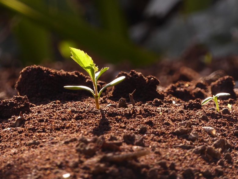 metodi germinazione semi di cannabis
