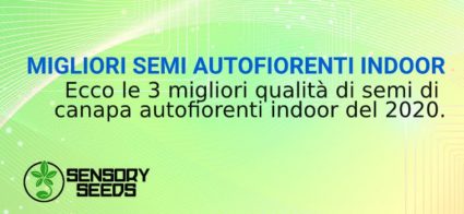 migliori semi di canapa autofiorenti