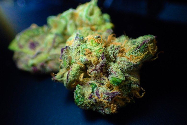 semi autofiorenti di cannabis