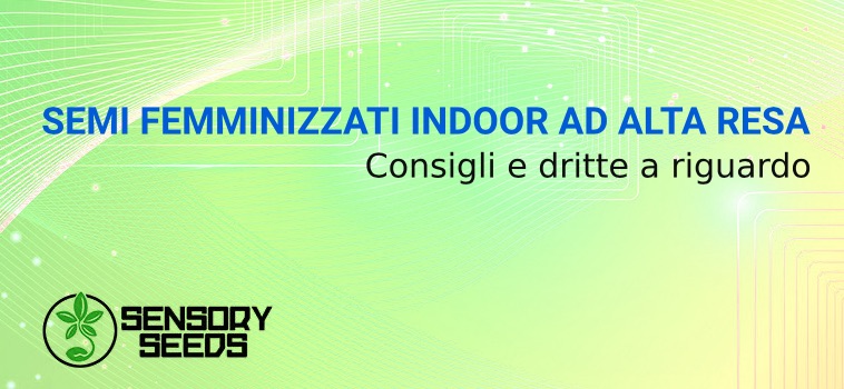 semi autofiorenti femminizzati indoor ad alta resa