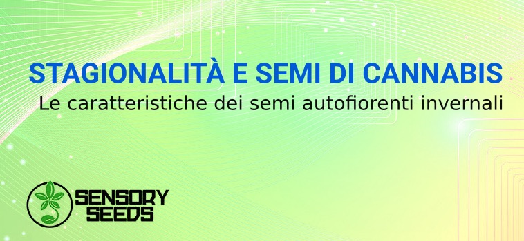 semi autofiorenti invernali