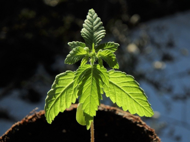 Pianta sativa per semi di cannabis autofiorenti