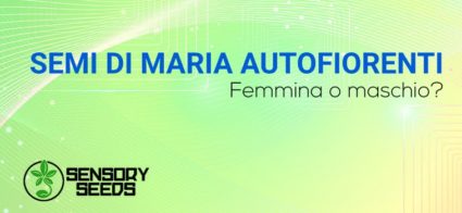 semi di maria femmina autofiorenti