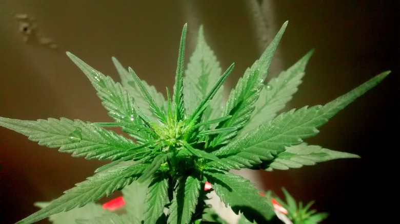 semi di marijuana autofiorenti