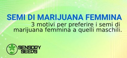 semi di marijuana femmina