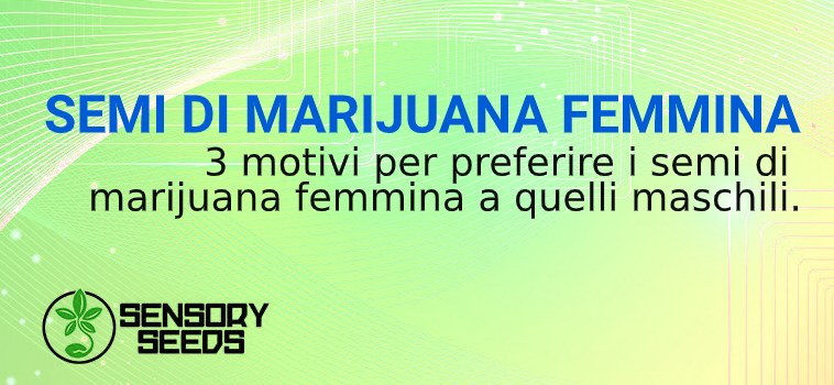 semi di marijuana femmina