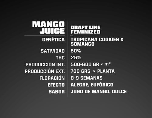 Mango Juice proprietà semi di marijuana