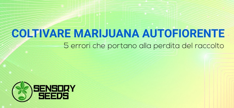 coltivare marijuana autofiorente errori