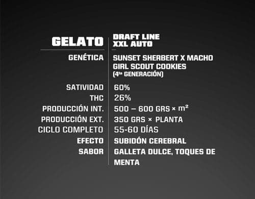 Descrizioni di semi di marijuana autofiorenti Gelato XXL