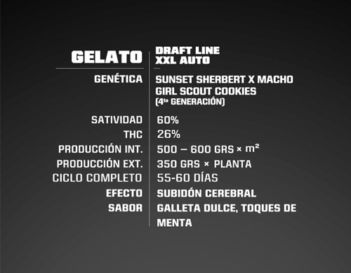 confezione-semi-di-marijuana-gelato-xxl Descrizioni di semi di marijuana autofiorenti Gelato XXL