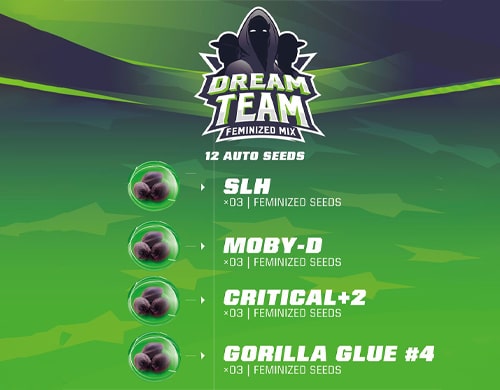dream-team-feminized-mix-infiorescenze-canapa Infiorescenze canapa Dream Team