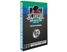 Semi fast flowering El Gaucho 