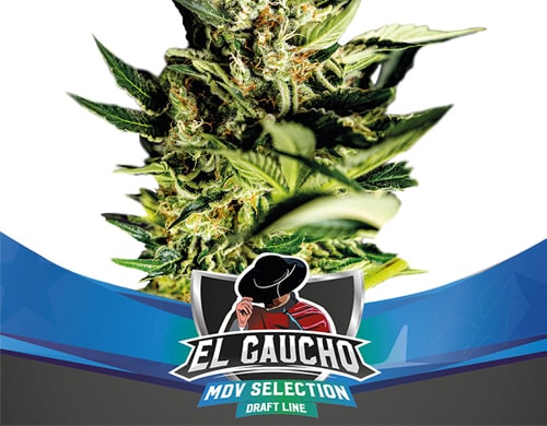 el-gaucho-semi-di-marijuana-fast semi di marijuana El Gaucho