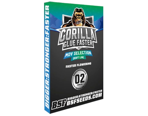 gorilla-glue-faster-semi-di-marijuana Semi veloci di cannabis Gorilla Glue