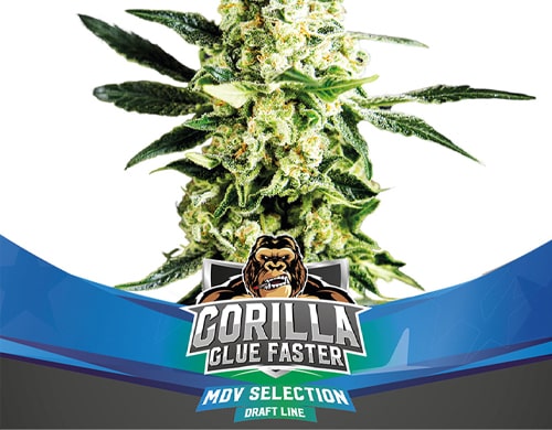 gorilla-glue-faster-semi-di-cannabis Semi di Marijuana Gorilla Glue